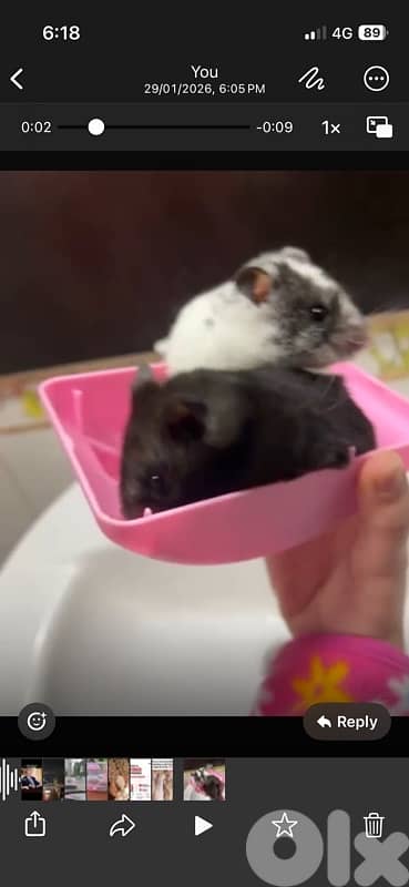 2 همسترس نوعية كبيرة