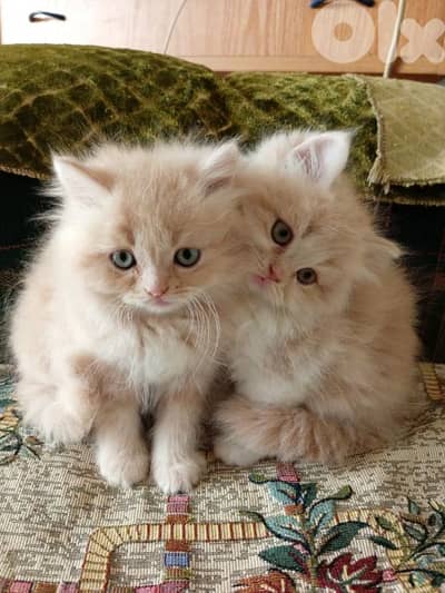 persian kitten for sale