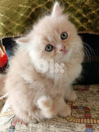 persian kitten for sale