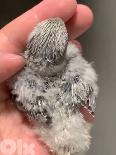 أجمل فروخ تزقيم أوبلاين تربية بيت