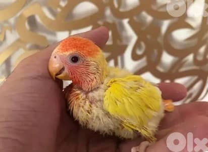 أجمل  فروخ روز  أوبلاين تربية بيت