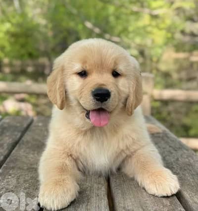 Golden retriever
