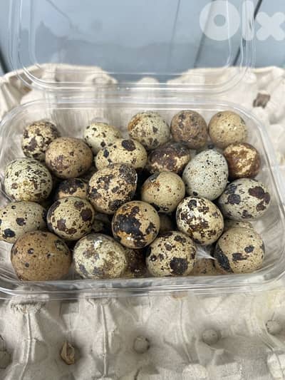 بيض  للاكل او للتفقيس