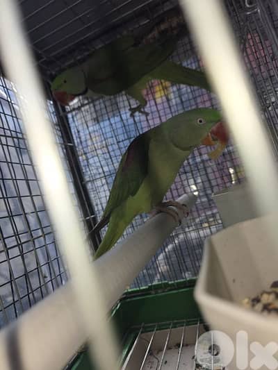 جوز دره نيبالي للانتاج