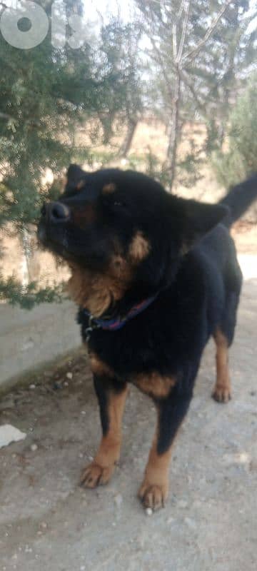 موجود بعلبك شمصطار 70724146