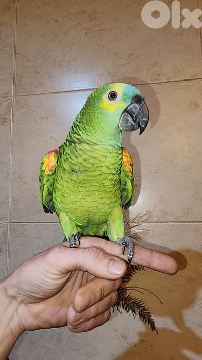 ببغاء (أمازوني - كاسكو)