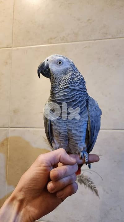 فرخ ببغاء كاسكو