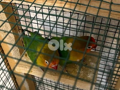 طيور حب فيشر ٤ صحة جيدة وهاديين