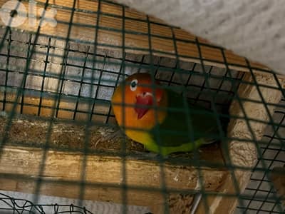 ٤ طيور حب فيشر صحة جيدة هاديين