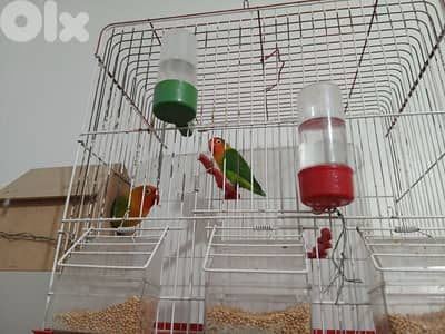 budgie birds for sale in good condition ma3 el afas 03235337
