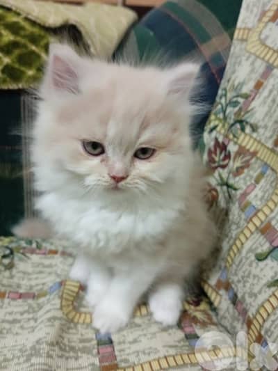 persian kittens for sale