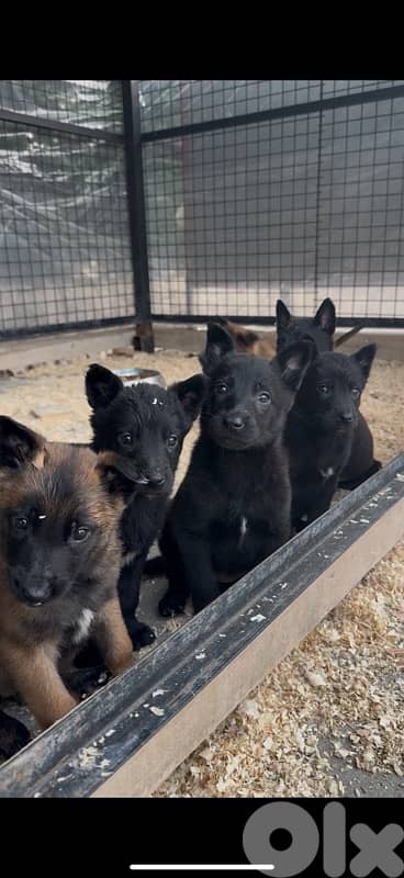 Belgian Malinois – Working Breed