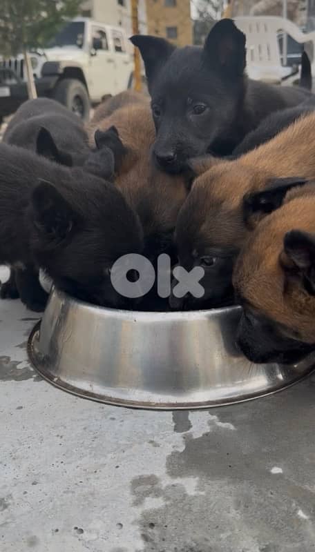 Belgian Malinois – Working Breed 1