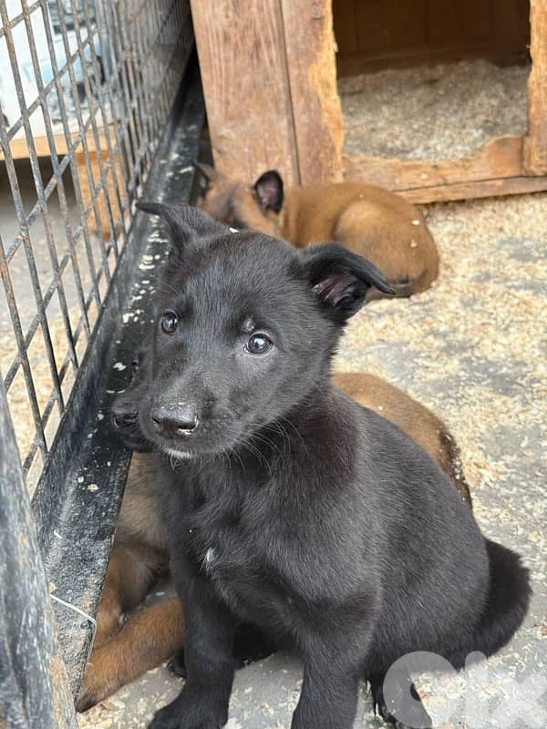 Belgian Malinois – Working Breed 2