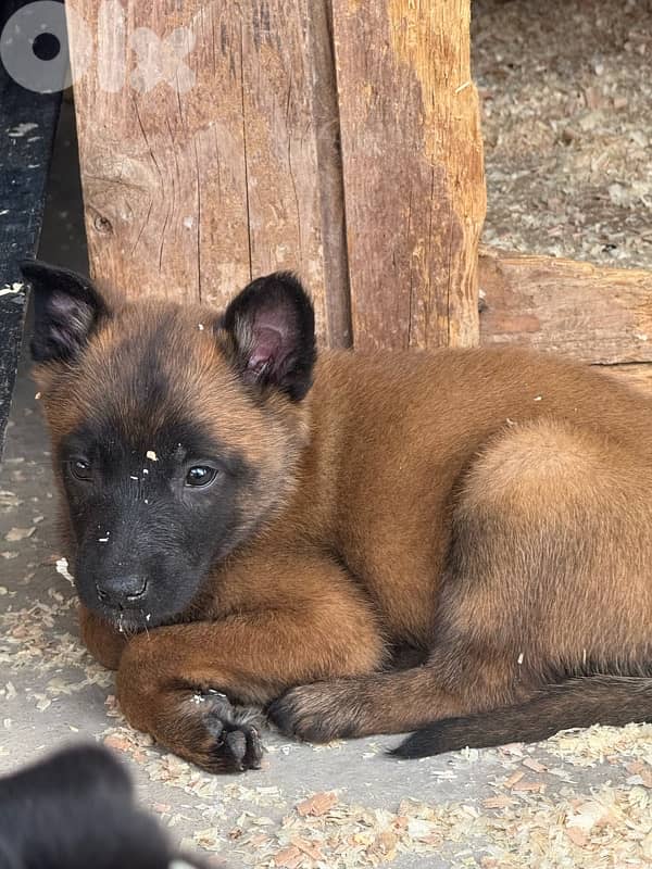 Belgian Malinois – Working Breed 3