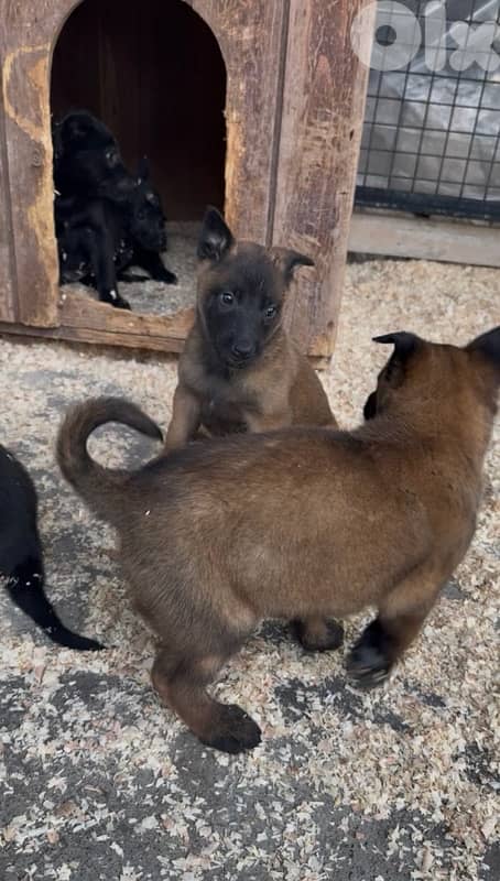 Belgian Malinois – Working Breed 4