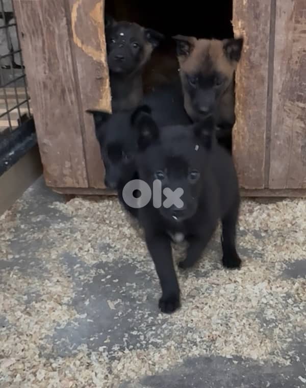 Belgian Malinois – Working Breed 5