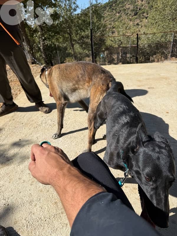 Belgian Malinois – Working Breed 7