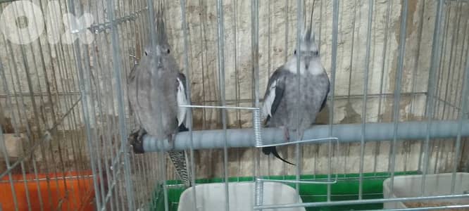 جوز كروان وايت فيس شغالين