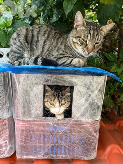 Outdoor Cat House Waterproof amazing idea !!