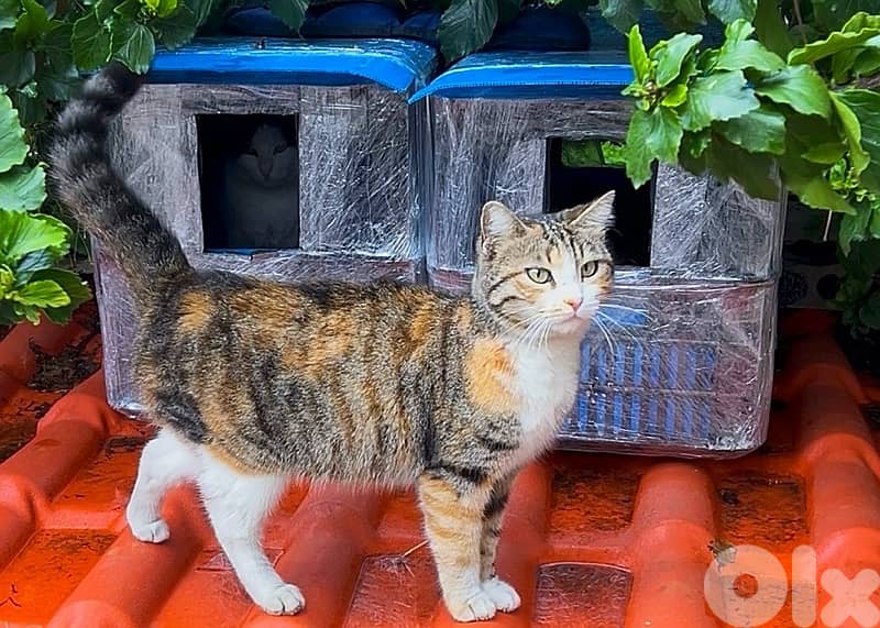 Outdoor Cat House Waterproof amazing idea !! 4