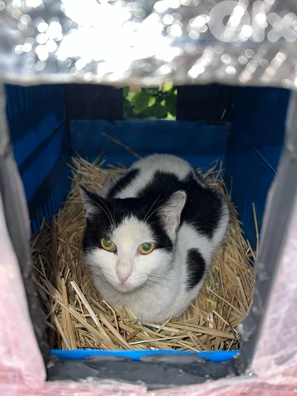 Outdoor Cat House Waterproof amazing idea !! 5