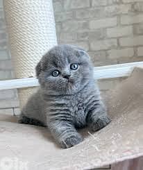 pure Scottish fold high quality