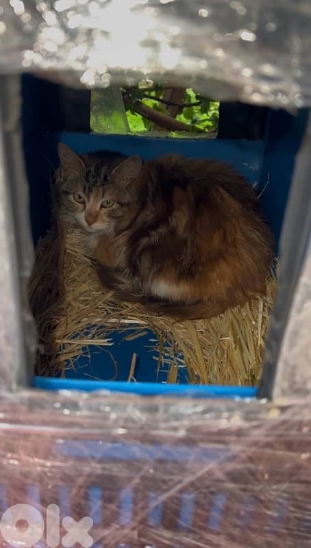 Outdoor Cat House Waterproof amazing idea !! 6