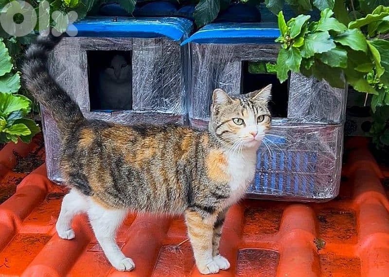 Outdoor Cat House Waterproof amazing idea !! 1