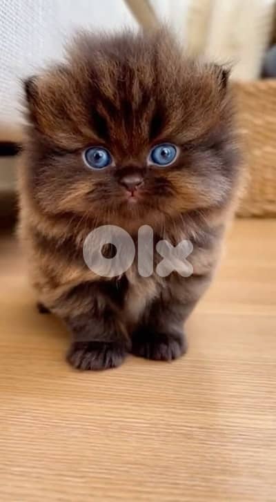 scottish browni 70485808