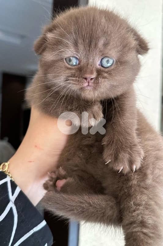 scottish browni 70485808 1