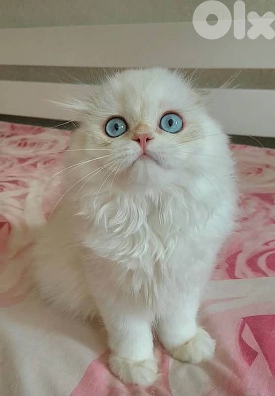 scottish browni 70485808 2