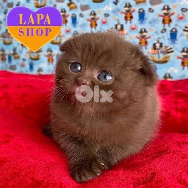 scottish browni 70485808 3