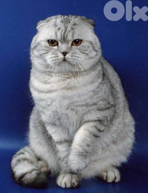 scottish browni 70485808 4