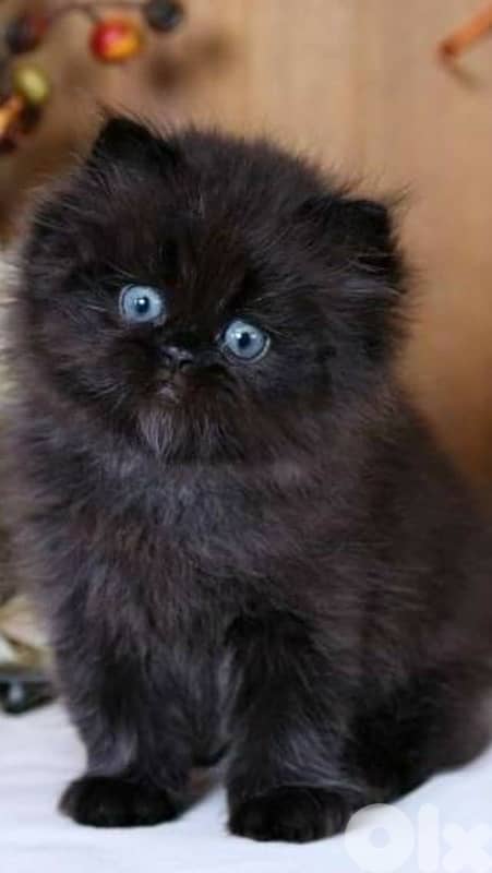 scottish browni 70485808 5