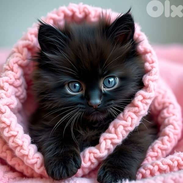 scottish browni 70485808 6