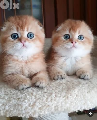 scottish gold 70485808