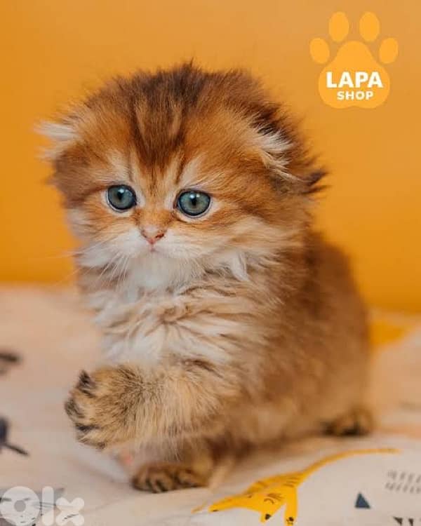 scottish gold 70485808 1