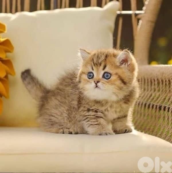 scottish gold 70485808 3