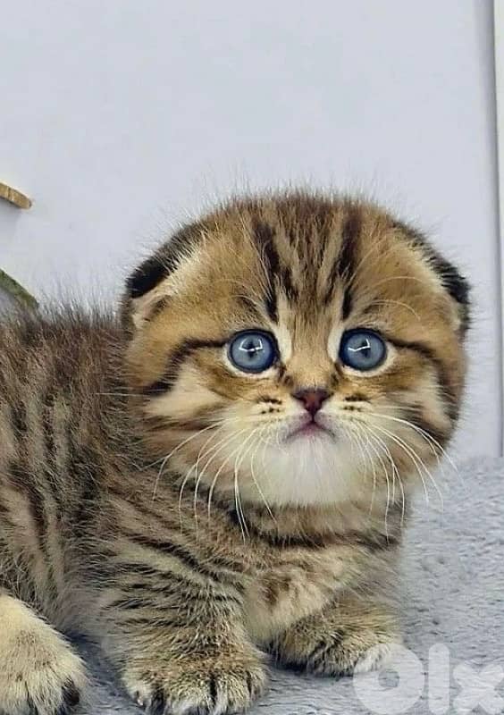 scottish gold 70485808 4