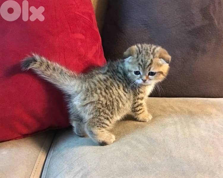 scottish gold 70485808 5