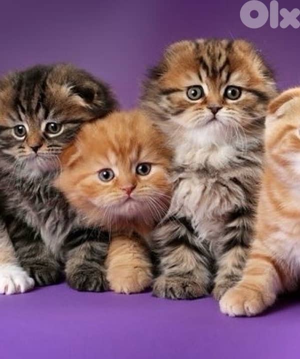 scottish gold 70485808 8