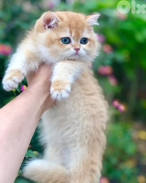 scottish gold 70485808 9