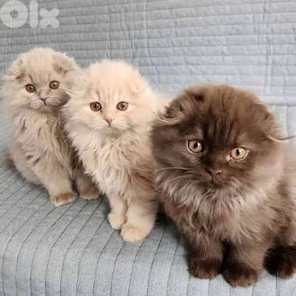 scottish gold 70485808 10