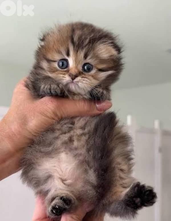 scottish gold 70485808 11