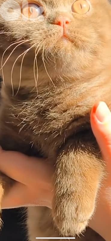 scottish gold 70485808 12