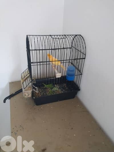 كنارات جاهزين حبات توب