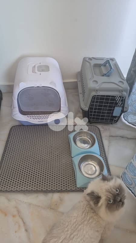 himalayan bristish 1