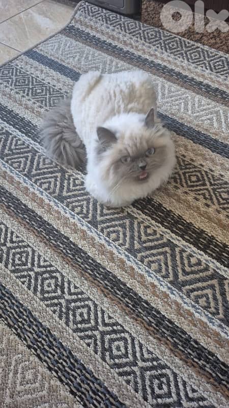 himalayan bristish 3