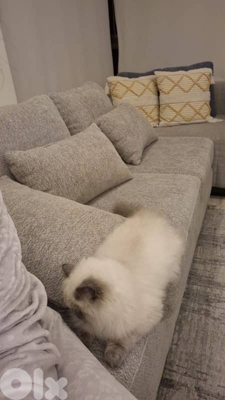 himalayan bristish 4